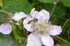 Episyrphus balteatus
