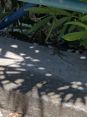 Anatololacerta pelasgiana