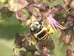 Pseudapis oxybeloides