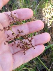 Juncus acutiflorus
