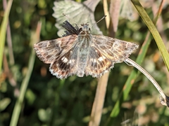 Muschampia baeticus