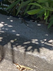 Anatololacerta pelasgiana