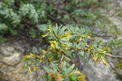Thymelaea dioica