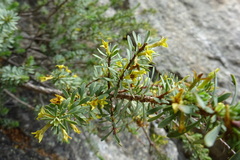 Thymelaea dioica