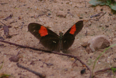 Heliconius melpomene