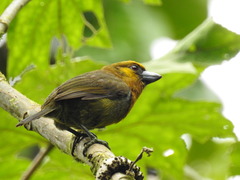 Semnornis frantzii
