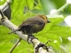 Semnornis frantzii