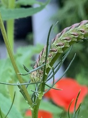 Cucullia chamomillae