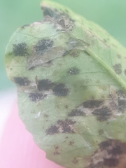 Polythrincium trifolii