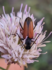 Cribroleptura otini