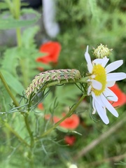Cucullia chamomillae