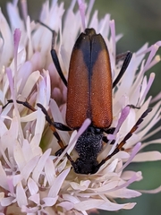 Cribroleptura otini
