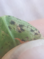 Polythrincium trifolii