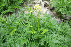 Molopospermum peloponnesiacum