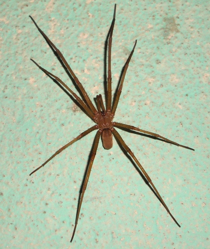 Southern House Spider
