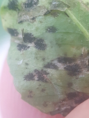 Polythrincium trifolii