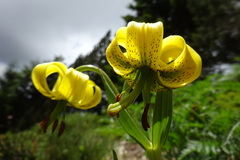 Lilium pyrenaicum