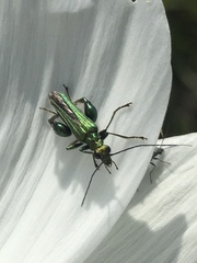 Oedemera nobilis