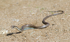 Cubophis cantherigerus