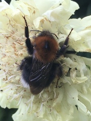 Bombus hypnorum