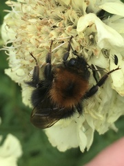 Bombus hypnorum