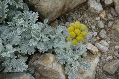Jacobaea leucophylla
