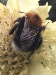 Bombus hypnorum