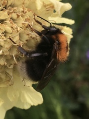 Bombus hypnorum