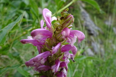 Pedicularis asparagoides