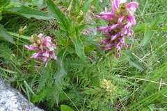 Pedicularis asparagoides