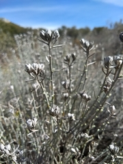 Tetradymia comosa