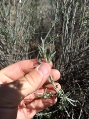 Tetradymia comosa