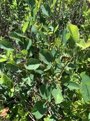 Amelanchier nantucketensis
