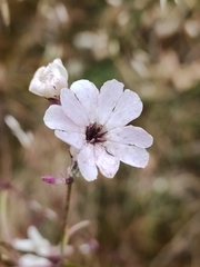 Silene mellifera