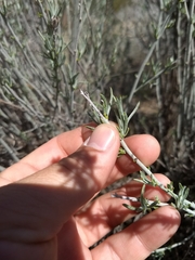 Tetradymia comosa