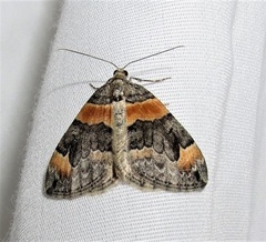 Dysstroma hersiliata