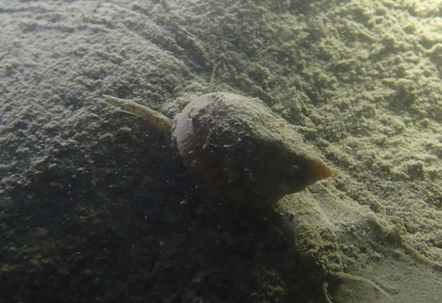 Tritia mutabilis