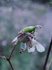 Silene mellifera