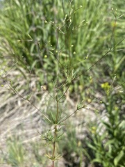 Linanthus harknessii
