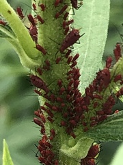 Uroleucon rudbeckiae