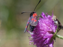 Zygaena cynarae