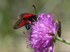 Zygaena cynarae