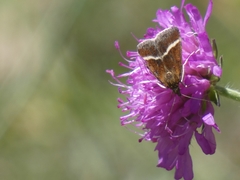 Loxostege fascialis