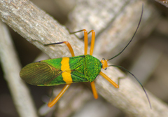 Paryphes