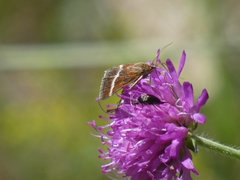 Loxostege fascialis