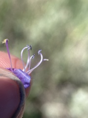 Penstemon humilis