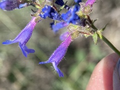 Penstemon humilis