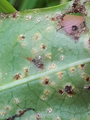 Puccinia dioicae silvatica