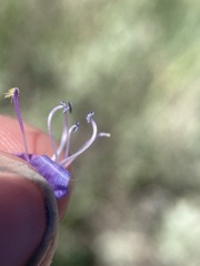 Penstemon humilis