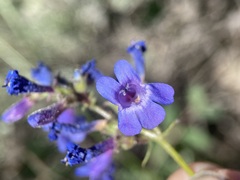 Penstemon humilis